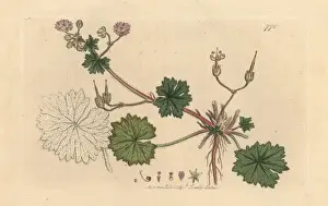 Doves foot cranes bill, Geranium molle