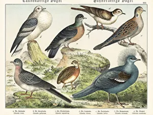 Naturgeschichte Des Tierreichs Prints: Doves and pigeons, including extinct passenger pigeon