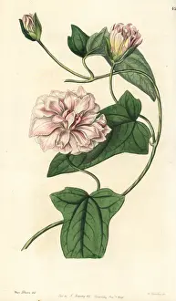 Downy Prints: Downy bindweed, Calystegia pubescens