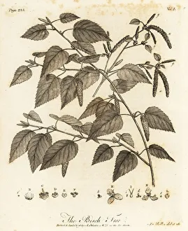 Silva Prints: Downy birch, Betula pubescens
