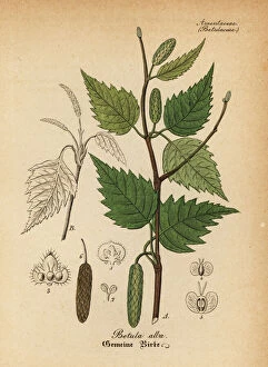 Downy birch or white birch, Betula alba