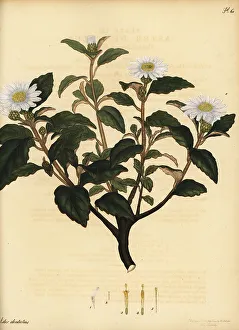 Henry Andrews Prints: Downy daisy bush, Olearia tomentosa