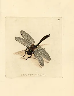 Dragonfly Collection: Downy emerald dragonfly, Cordulia aenea