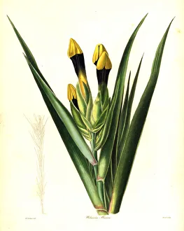 Maura Collection: Downy-flowered witsenia, Witsenia maura