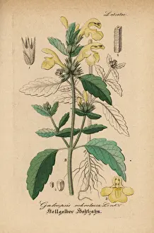 Segetum Prints: Downy hemp-nettle, Galeopsis segetum