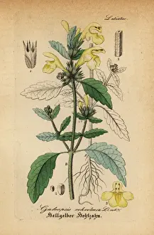 Downy hemp-nettle, Galeopsis segetum
