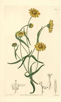 Botanicalillustration Prints: Downy lasthenia, Lasthenia californica