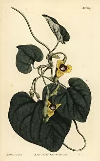 Curtis Collection: Downy leaved birthwort, Aristolochia tomentosa