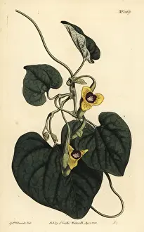 Sydenham Prints: Downy leaved birthwort, Aristolochia tomentosa