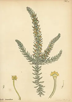 Henry Andrews Prints: Downy-leaved struthiola, Struthiola tomentosa