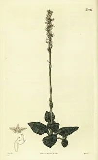 Weddell Prints: Downy rattlesnake plantain, Goodyera pubescens