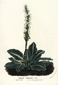 Jardins Collection: Downy rattlesnake plantain orchid, Goodyera pubescens