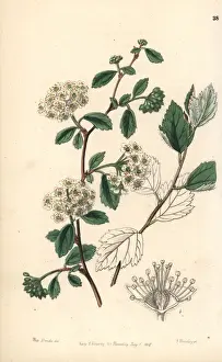 Downy spiraea, Spiraea pubescens