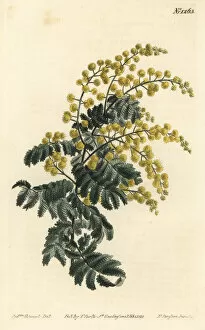 Sydenham Collection: Downy wattle, Acacia pubescens (vulnerable)