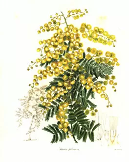Acacia Gallery: Downy wattle or pubescent acacia, Acacia pubescens