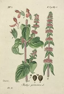 Lamiales Gallery: Downy Woundwort, Stachys germanica