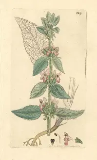 Downy woundwort, Stachys germanica