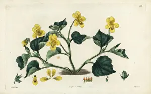 Downy yellow violet, Viola pubescens