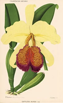 Dows cattleya orchid, Cattleya dowiana var. aurea