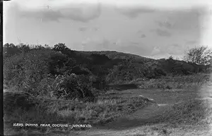 Vegetation Prints: Doyns Near Cocking