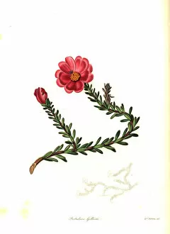 Withers Collection: Dr. Gillies portulaca, Portulaca gilliesii