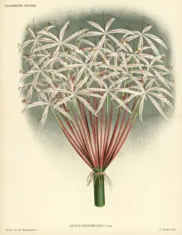 Pannemaeker Prints: Dr. Hildebrandts crinum, Crinum hildebrandtii