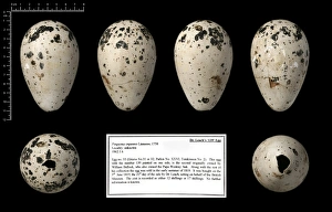 Black Background Collection: Dr Leachs 139 great auk egg