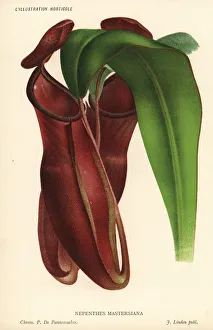 Pieter Collection: Dr. Maxwell Masters pitcher plant, Nepenthes x mastersiana