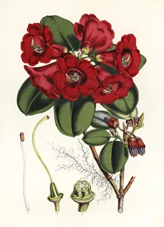Hooker Gallery: Dr. Thomsons rhododendron, Rhododendron thomsonii