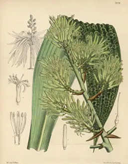 Marmorata Prints: Dracaena marmorata native to Singapore
