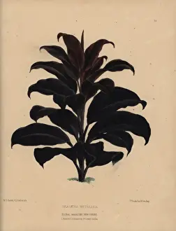 Honywood Prints: Dracaena metallica with dark purplish bronze foliage