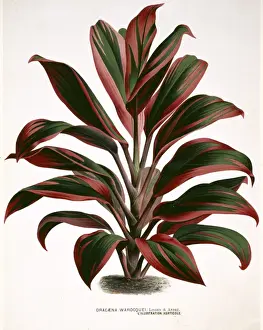 Asparagales Prints: Dracaena warocquei, cordyline