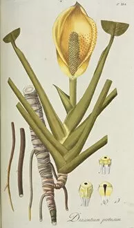 Araceae Gallery: Dracontium percusum