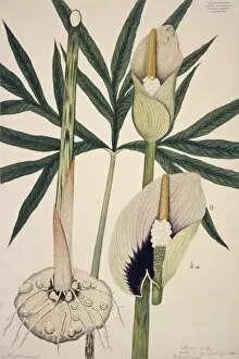Araceae Gallery: Dracontium, sp