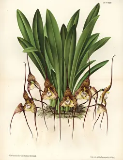 Chimaera Prints: Dracula chimaera orchid