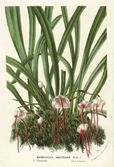 Dracula houtteana orchid