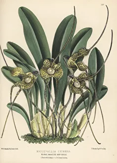 Colombia Prints: Dracula nycterina orchid