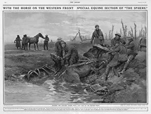Images Dated 1st December 2016: Dragging two artillery horses on Western Front by Matania