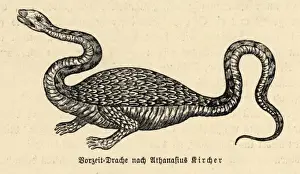 Dragon (Kircher)