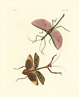 Dragon stick insect and Stagmomantis domingensis