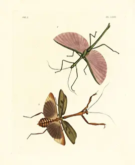 Cingulata Prints: Dragon stick insect and Stagmomantis domingensis