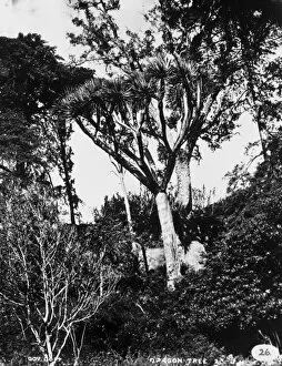 Arboreal Gallery: Dragon Tree, Tenerife 1873