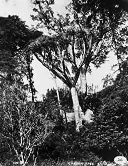 Arboreal Gallery: Dragon Tree, Tenerife 1873