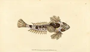 Donovan Prints: Dragonet, Callionymus lyra