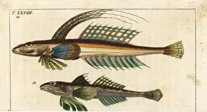Dragonet, Callionymus lyra