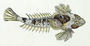 Aquatic Gallery: Dragonet Date: 1806