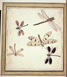 Dragonfly Collection: Dragonflies and damselflies