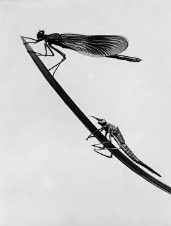 Dragonflies on Grass