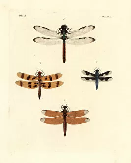 Dragonfly Collection: Dragonflies and skimmers