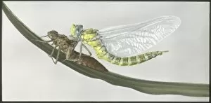 Aeshna Gallery: Dragonfly (Aeshna Cyanea) emerged from exuvia